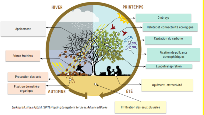 12232_940_Avantages-des-arbres