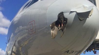 air-journal-collision-aviaire-copyright-twitter-miami-international-airport-600×310