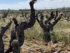 rechauffement-climatique-vigne-min