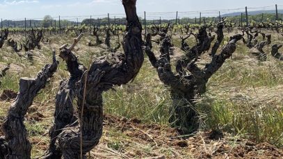 rechauffement-climatique-vigne-min