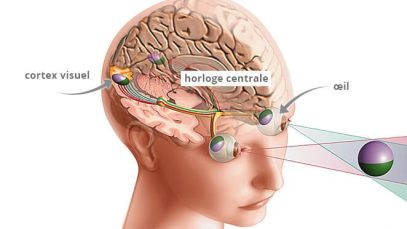 trajet-principal-suivi-par-le-nerf-optique